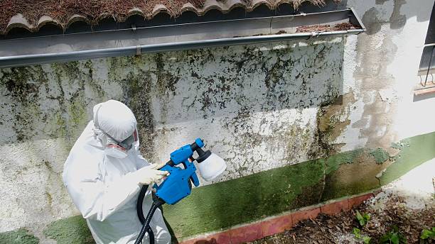 Top rated local Attic Mold Removal specialists in Macatawa, MI
